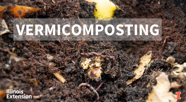 worms feeding on food waste creating compost