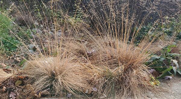 Prairie dropseed is shorter native grass that nicely accentuates the edge of garden beds or walkways.