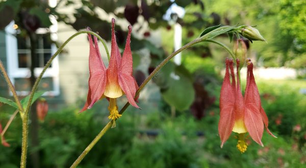 A picture of two blooms of wild columbine