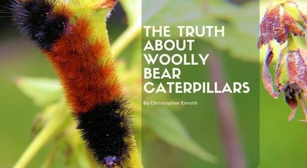 The Truth about Woolly Bear Caterpillars