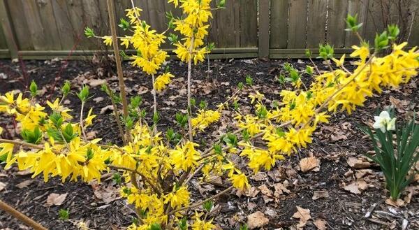 Yellow flowers on stems of forsythia, wood chip background