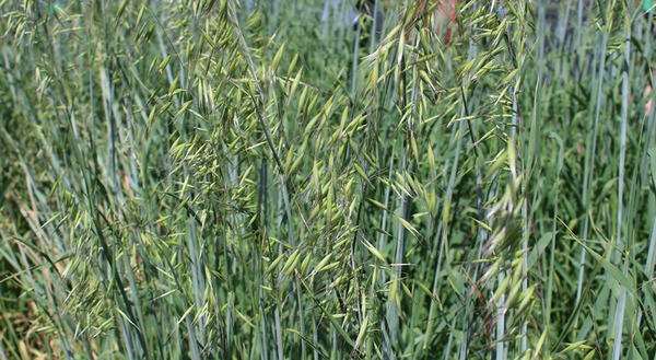 green oat plants with light green seedheads