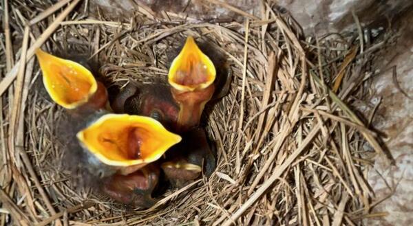 Hungry baby bluebirds open their mouths for food
