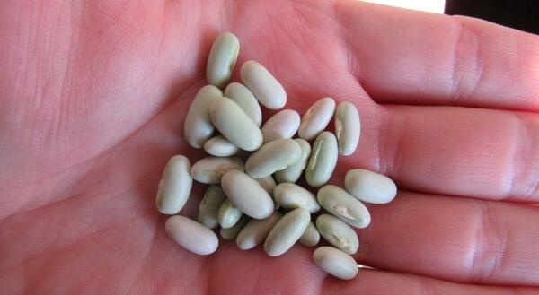 bush bean seeds in hand