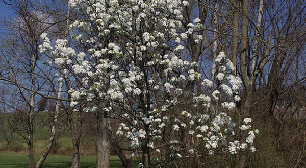 Blooming callery pear tree 