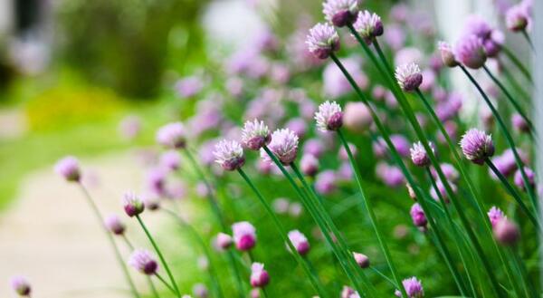 a longview of a gardenbed filled with chives that is in focus close-up and blurred in the distance