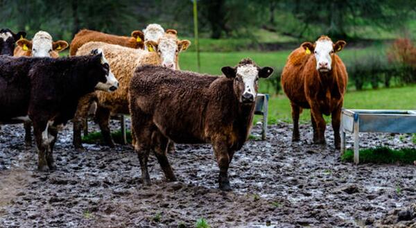 cows in mud lot