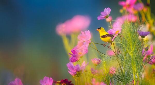 yellow bird in wild flowers
