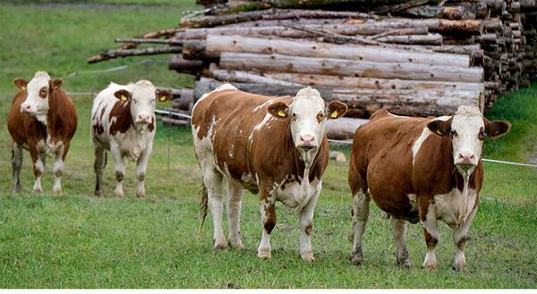 Hereford cows standing in pasture