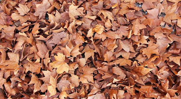 pile of fallen leaves