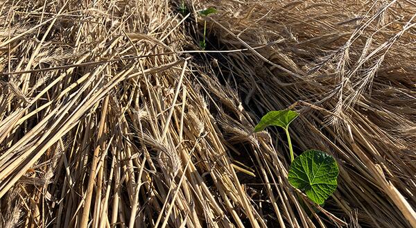 small green pumpkin plants planted in a row 