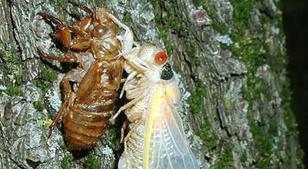 a cicada nymph breaking out of its shell
