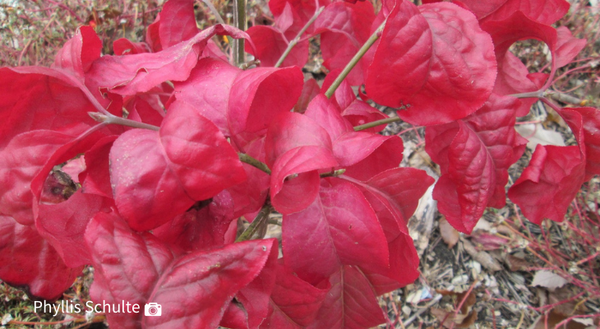 brilliant red fall color of Eastern Wahoo shrub