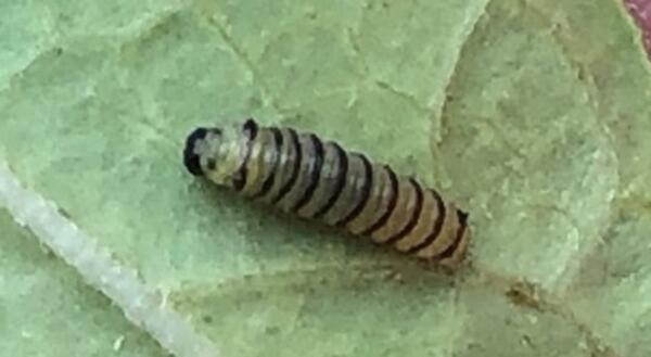 "An early instar of the Monarch caterpillar is tiny, somewhat transparent with black bands.  Its front and hind tentacles at this stage are just nubs"