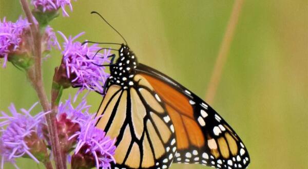 a monarch sips nectar from a purple liatris bloom