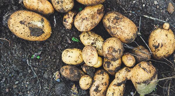 potatoes fresh from the garden with dirt 