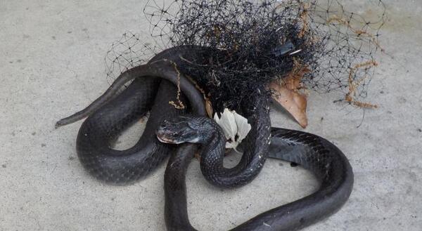 black racer snake entangled in plastic mesh