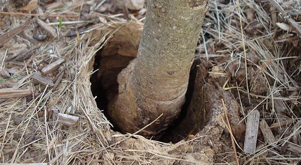 young tree trunk in a hole