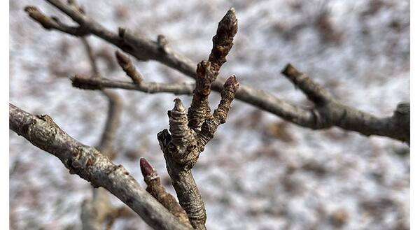 up close view of dormant apple fruit bud