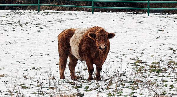 cow in snow covered field