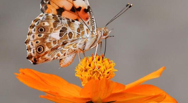 a painted lady butterfly on a mexican sunflower
