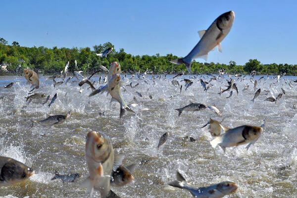 Asian carp fish jumping out of body of water