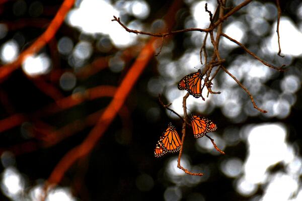 three monarch butterflies rest on a tree branch in the early morning light