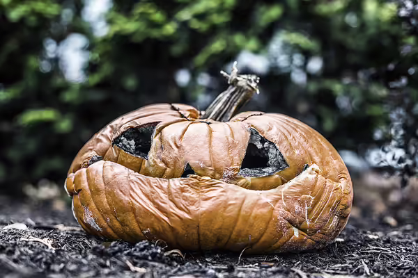 Rotting jack o' lantern