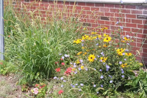 black eyed susans and ornamental grasses