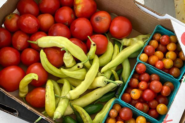 cardboard box full of large and small tomatoes and banana peppers