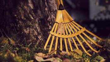 Yellow rake sitting against large tree with fall leaves on the ground