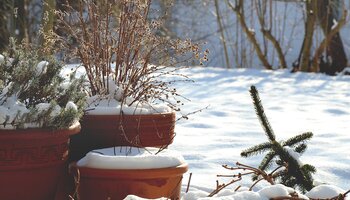 A group of perennial plants in pots grouped together to overwinter outdoors.