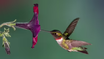 Hummingbird drinking from a flower