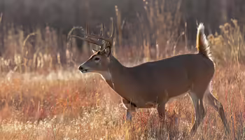 a whitetailed deer running through grass in fall
