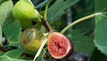 Growing figs on a plant stem