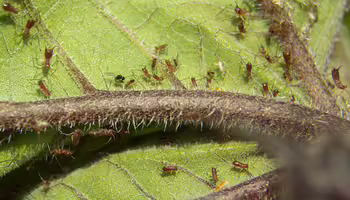 Tiny aphid insects crawling along plant leaves and stems.