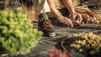 person planting spring bulbs during fall season