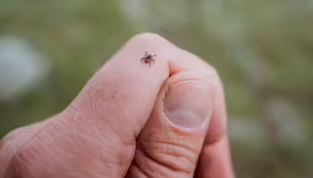 A small tick is visible on a human hand