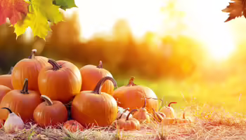 A pile of orange pumpkins sitting outdoors with sunshine filtering through the leaves in the background