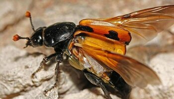 American burying beetle