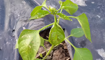 pepper plant with herbicide injury