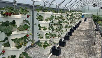 hydroponic strawberries growing in high tunnel