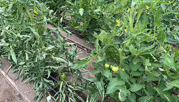 row of green tomato plants in a high tunnel