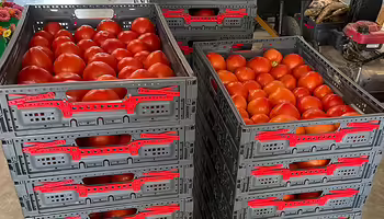 gray plastic container stacked on top of each other filled with red ripe tomatoes