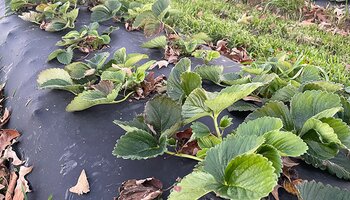 green strawberry plants growing in rows on black plastic mulch