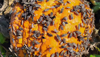 A large group of bugs feeding on the surface of an orange pumpkin