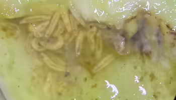 many small cream colored larva feeding on the inside of a plant stem