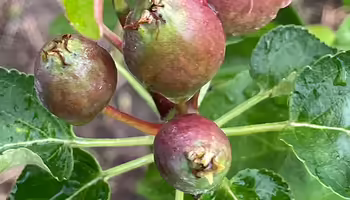 close up of small, young apple fruits developing on tree