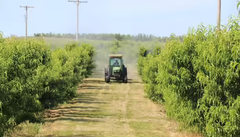 Cab tractor spraying in peach orchard