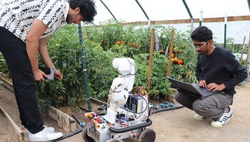 two persons working with a computer and a robot inside a high tunnel with tomatoes